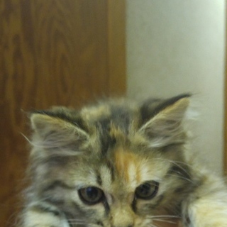 とびっきり可愛い仔猫の里親募集✨