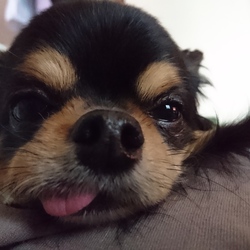 「初老(ृ ु ´灬`)ु」サムネイル2