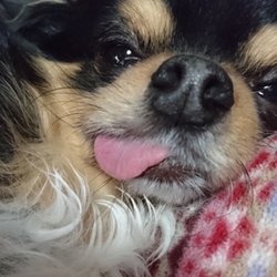 「初老(ृ ु ´灬`)ु」サムネイル3