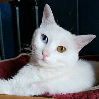 人も猫も大好きオッドアイの女の子ジャジャちゃん