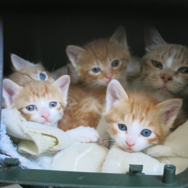 三丁目猫の会のカバー写真