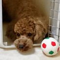トイプードル　３才