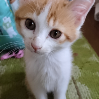 子猫の里親を募集しています♪白地に茶トラちゃん♪