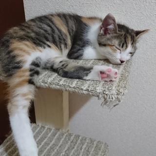 子猫の里親を募集しています♪三毛猫ちゃん♪