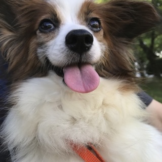 里親様決まりました！ありがとうございました(^^)