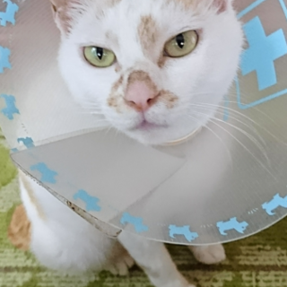 保護猫ちゃんの里親を募集しています♪