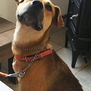 人懐っこく、大型犬好きにはたまらないカワイさ！