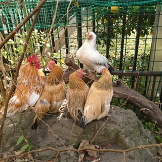 チャボ(ミックス)６羽(オス１・メス５) 里親募集