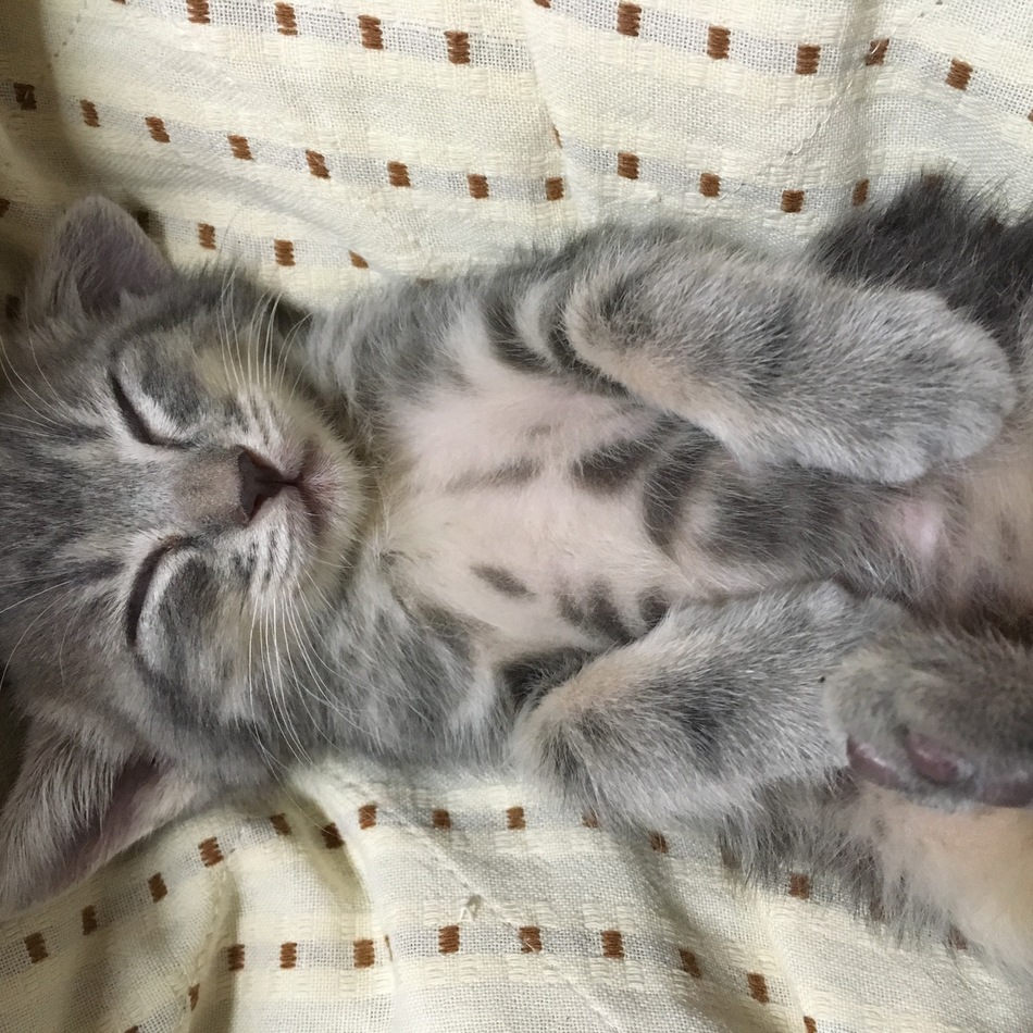 さばのカバー写真