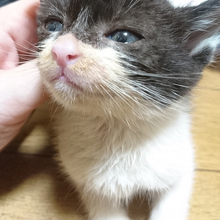 （里親さん決定しました）バットマン？白黒の女の子