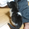 （里親さん決定しました）バットマン？白黒の女の子 サムネイル2