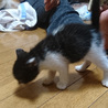 （里親さん決定しました）バットマン？白黒の女の子 サムネイル5