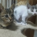 小さい１ヶ月位、子猫お世話して下さる方‼
