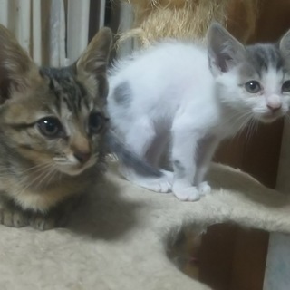 小さい１ヶ月位、子猫お世話して下さる方‼