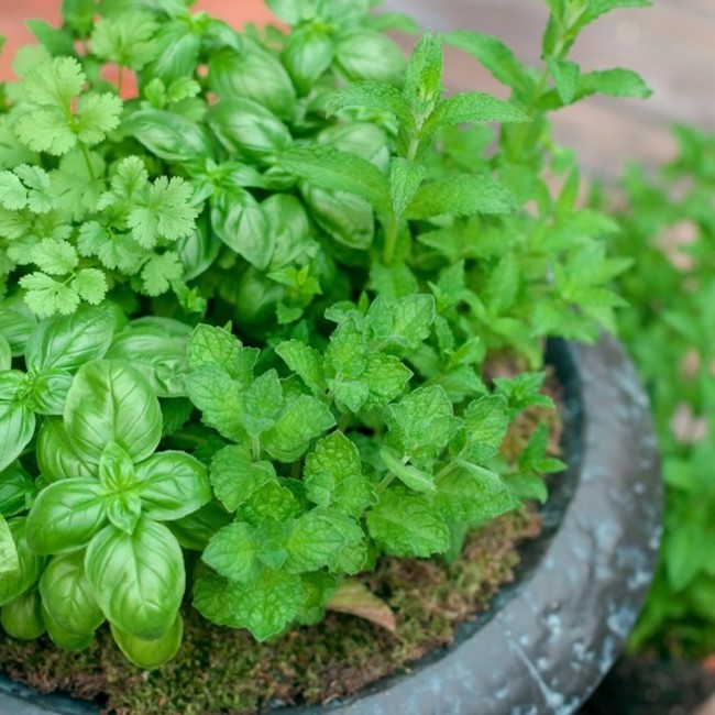 kikumum（TNRと保護）のカバー写真