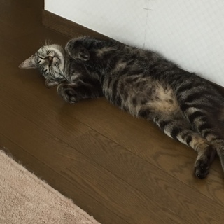 お膝で寛ぐのが大好きです