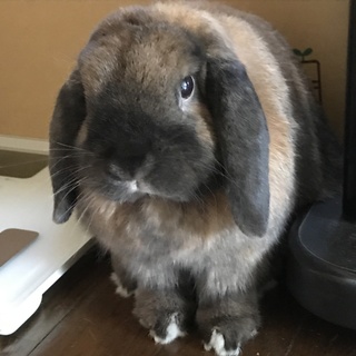 うさぎ里親募集!!ホーランドロップ