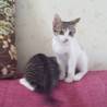 長い尻尾小顔美人の子猫3ヶ月★里親様急募！ サムネイル2