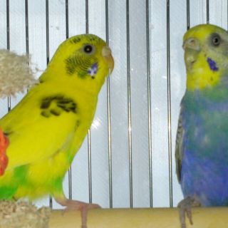 2羽のインコの里親様を募集します