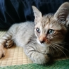 よしはむ* さん