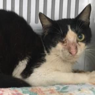 期限7月20日迄！どうかお願いします。