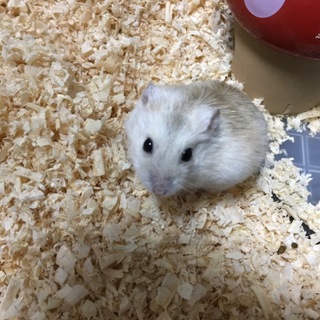 (交渉中).イエロージャンガリアン オス 1匹