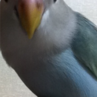 コザクラインコ(ブルー)里親募集