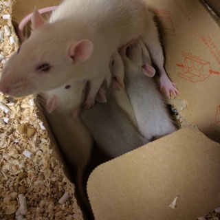 ファンシーラット