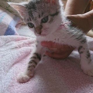 野良子猫保護してます。ピンクちゃん再投稿です