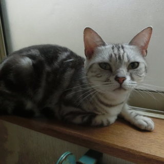 家族の一員として大事に飼ってくださる方