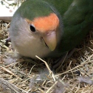 コザクラインコ里親募集