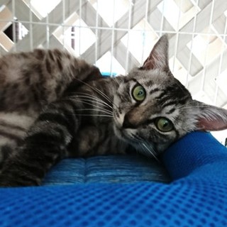 アメショー風☆目のまんまる☆イケメン