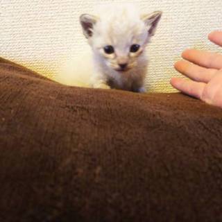 ｸﾞﾚ-毛ﾌﾞﾙ-目の男の子♪