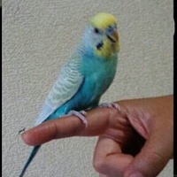 みぃやんべー