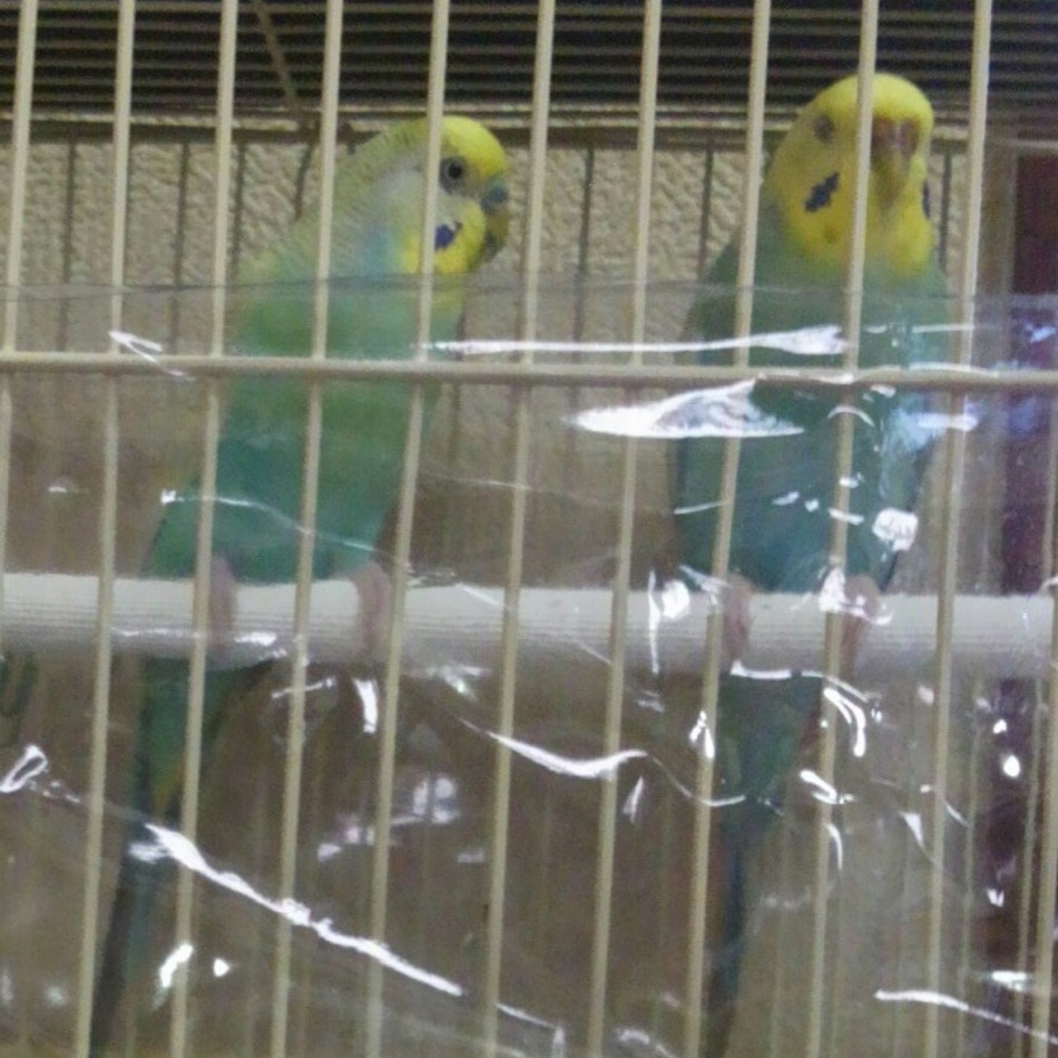 みぃやんべーのカバー写真