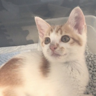 白血病の疑い こんなに可愛いのに