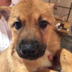 ｵﾙﾎﾞ主催譲渡会