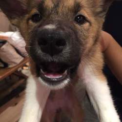 ｵﾙﾎﾞ主催譲渡会 サムネイル2