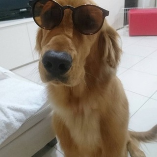 １歳程度☆若いゴールデンレトリバーの男の子