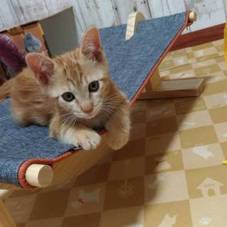 元気いっぱい！ふみふみする茶トラの男の子　はっち