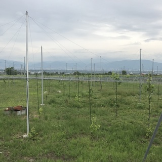 ウコッケイの里親募集致します