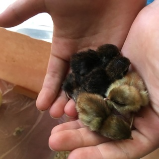 姫うずら7／15生まれ