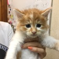 長毛４兄妹　オスのせんと君