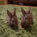 ネザーランドドワーフ仔ウサギ２匹(６月１０日生)