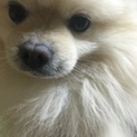 ありがとうございました。