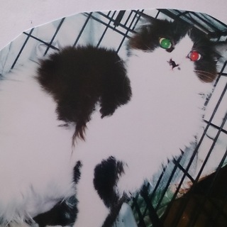 白黒 キレイな長毛のオッドアイ『モニカ』