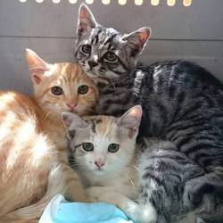 愛知県豊川市で譲渡会！