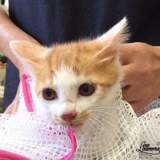 茶白カギ尻尾の女の子の里親さん募集