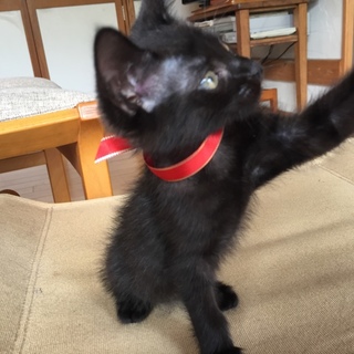 可愛い黒猫ちゃんです！