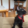 可愛い黒猫ちゃんです！ サムネイル2